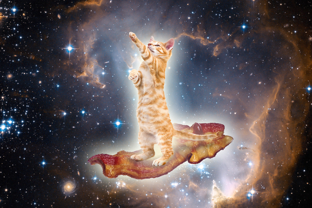 Fantasy Galaxy Cat at Hand 4K Quality  Live Desktop Wallpapers