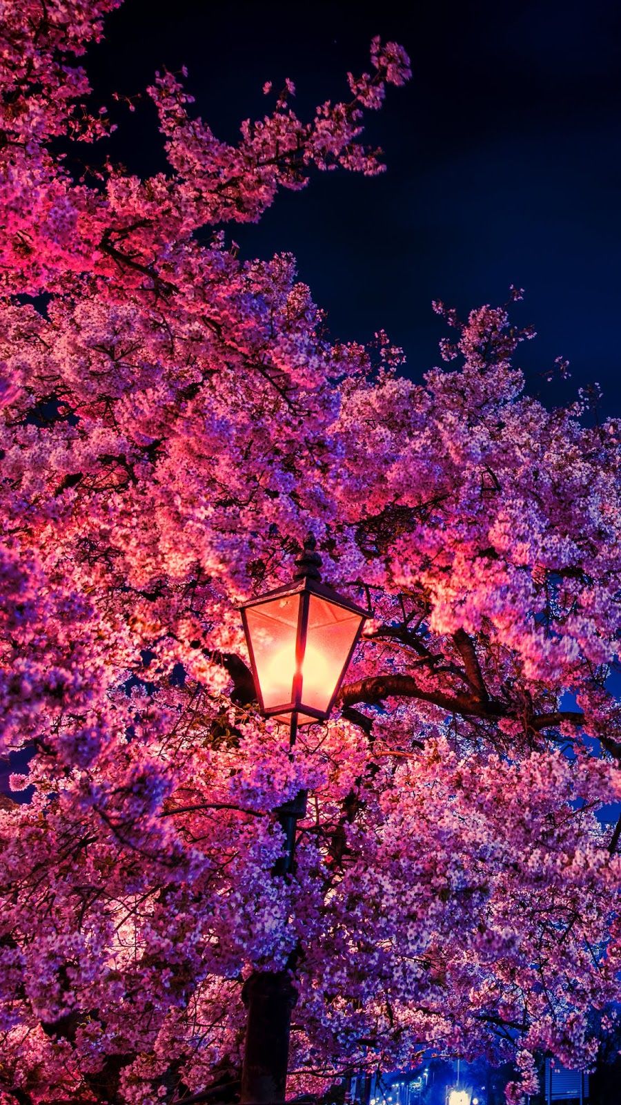 Cherry Blossom In The Night Wallpaper iPhone Android