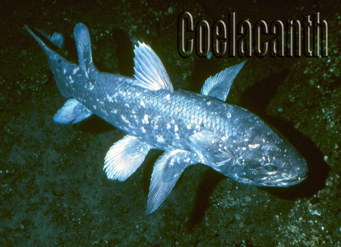 Wallpaper Pictures Coelacanth King Of Sea Fish