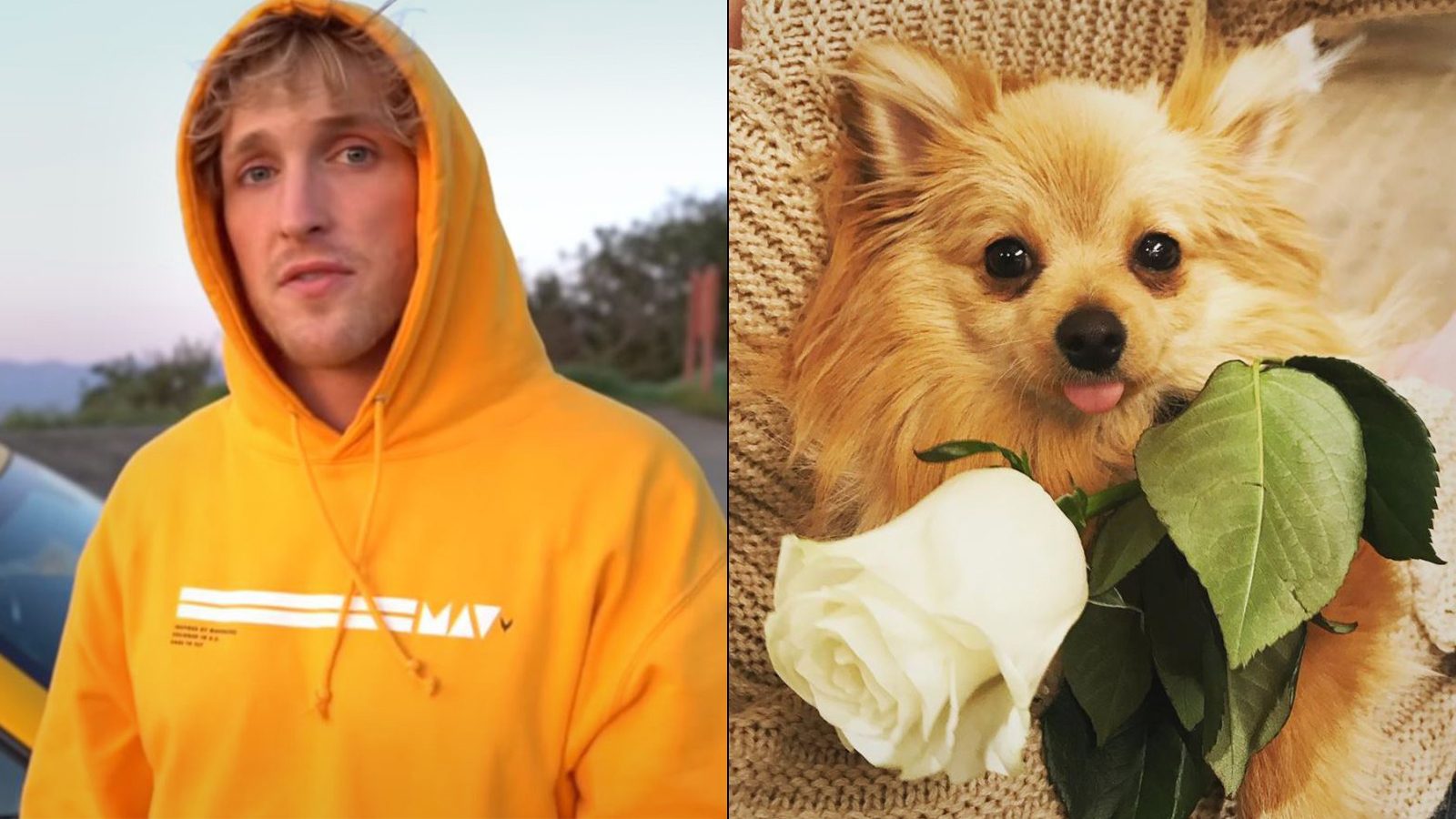 Logan Paul mourns loss of dog after fatal coyote attack Dexertocom