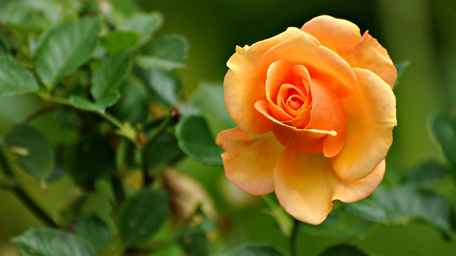 Awesome Orange Rose Flowers Wallpaper HD Widescreen