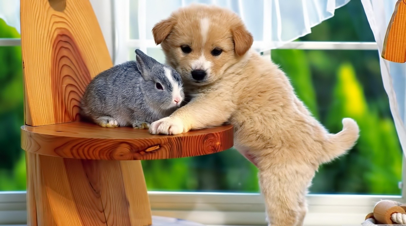 Best Friends Puppy And Rabbit HD Wallpaper Animals