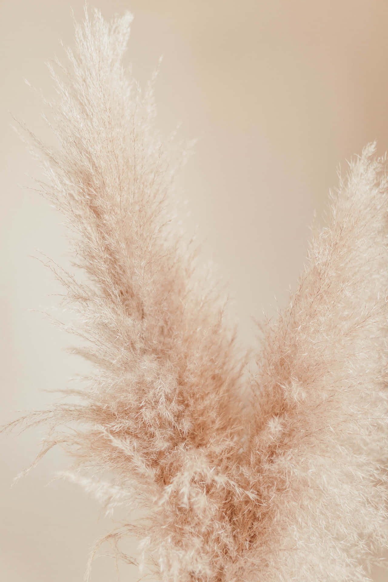 Decorative Dried Pampas Grass Background Wallpaper