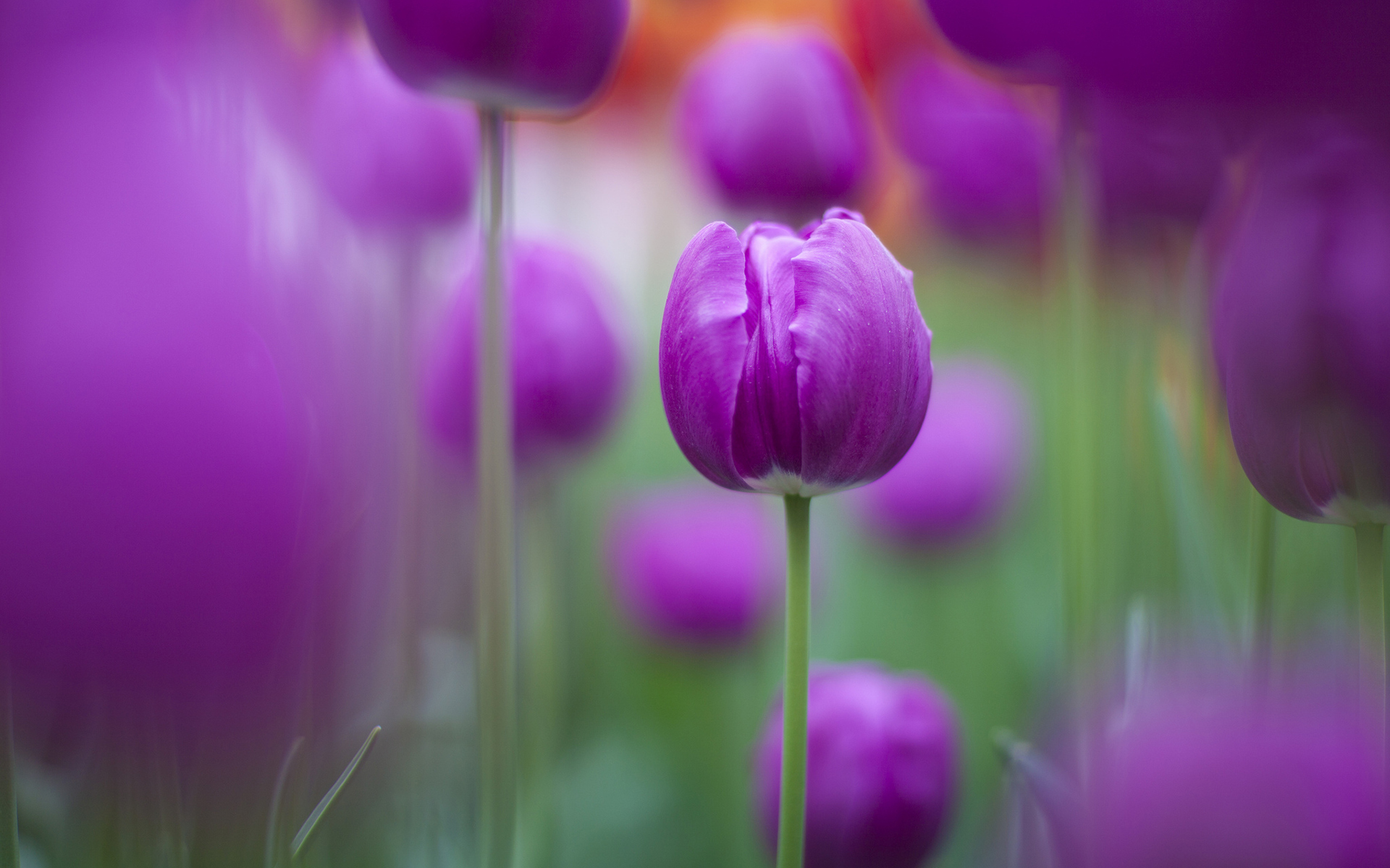Purple Tulips Wallpaper HD