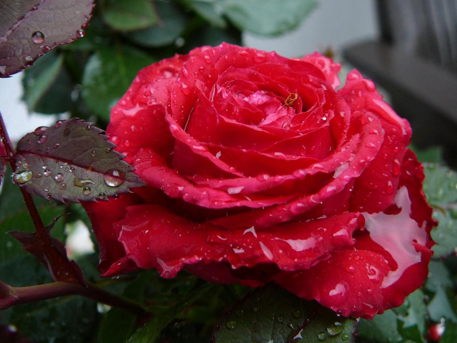 Red rose with water drops   150823   High Quality and Resolution
