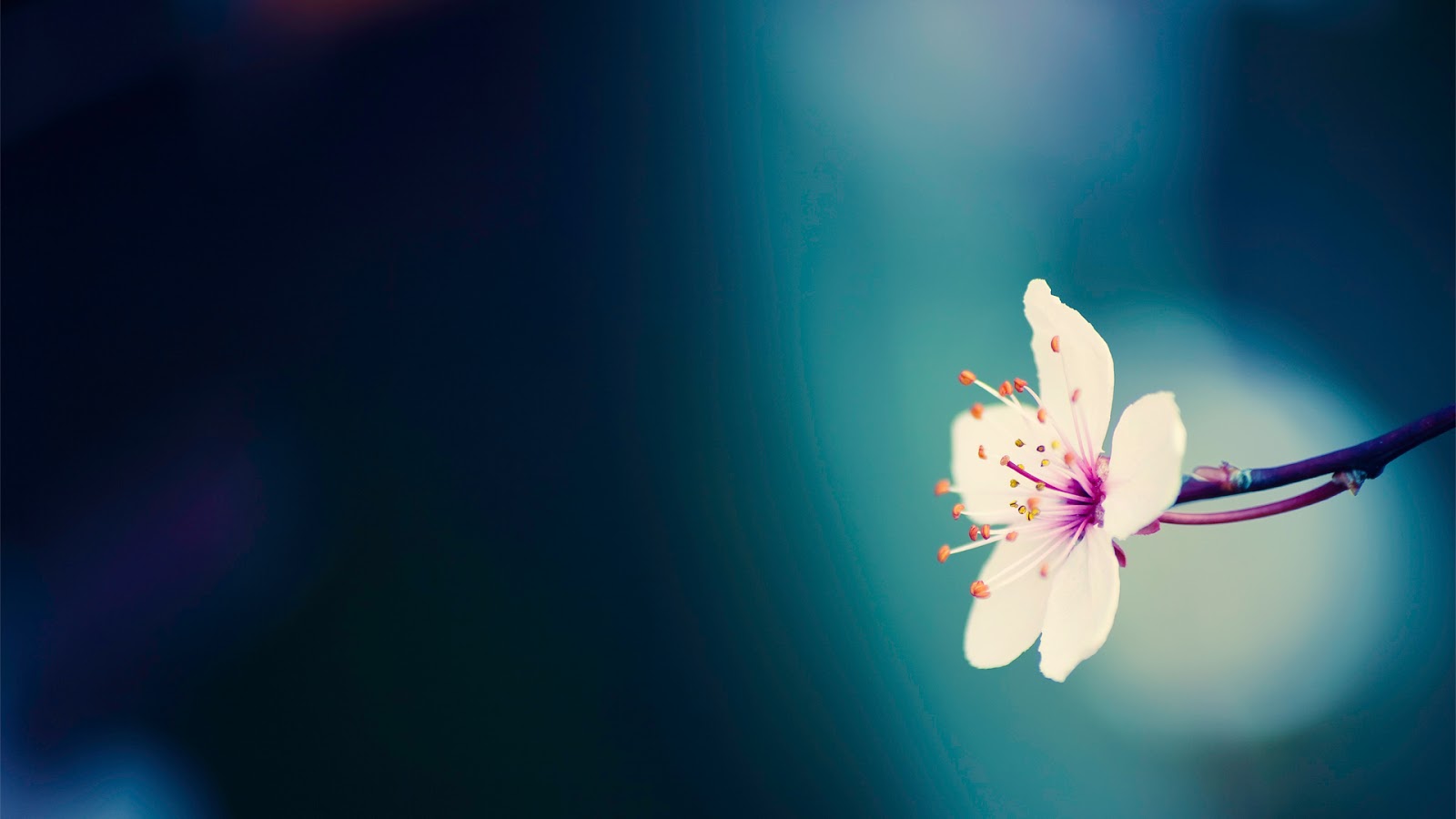 Download Pretty Flower Background pictures in high definition or 1600x900