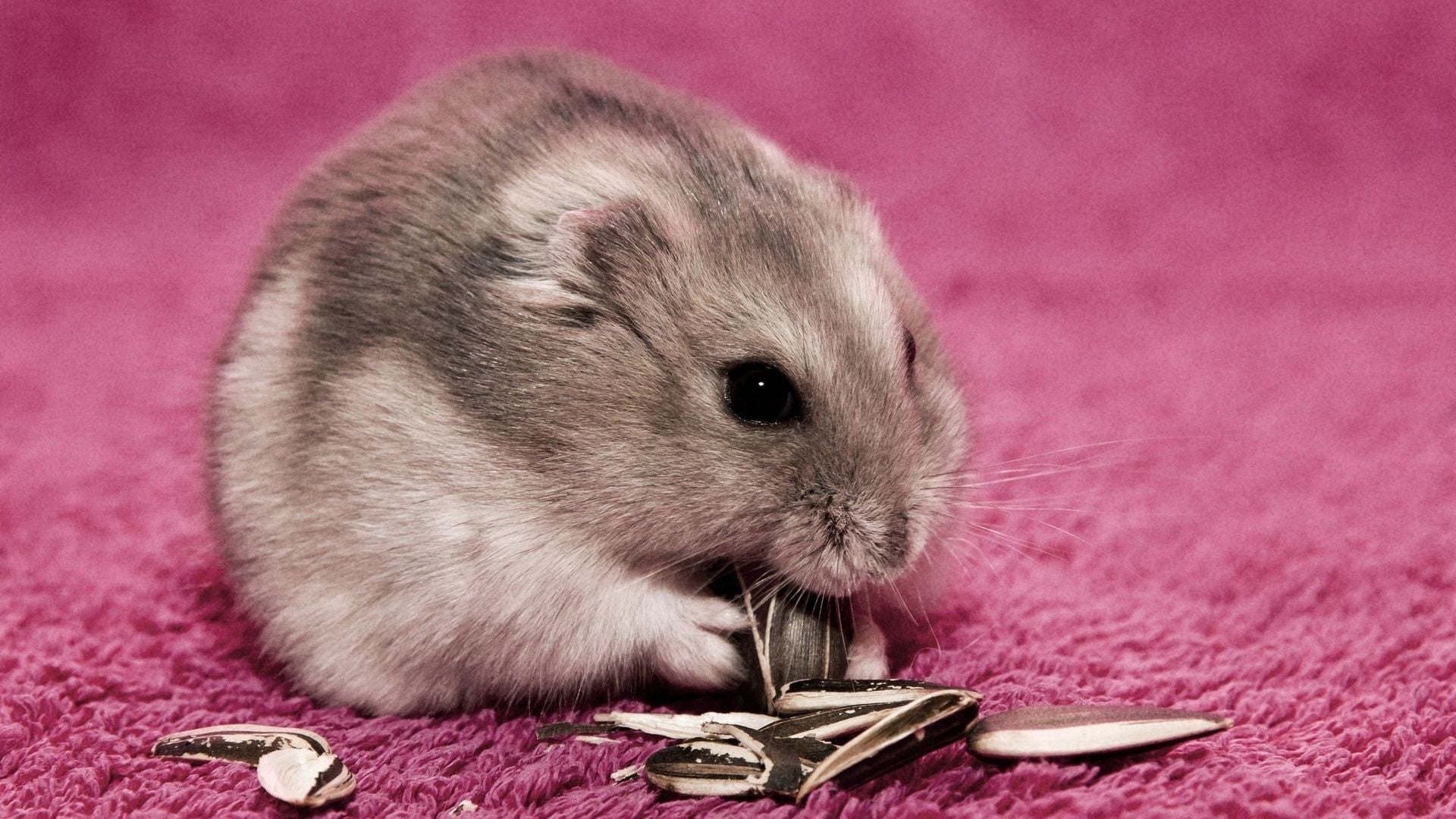 Full HD 1080p Hamster Wallpaper Desktop