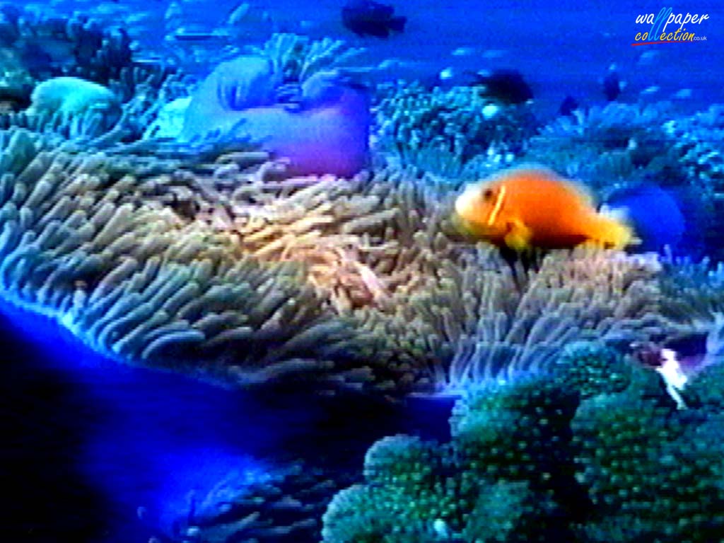 Underwater Wallpaper Desktop Themes And Screensavers Corals Fish