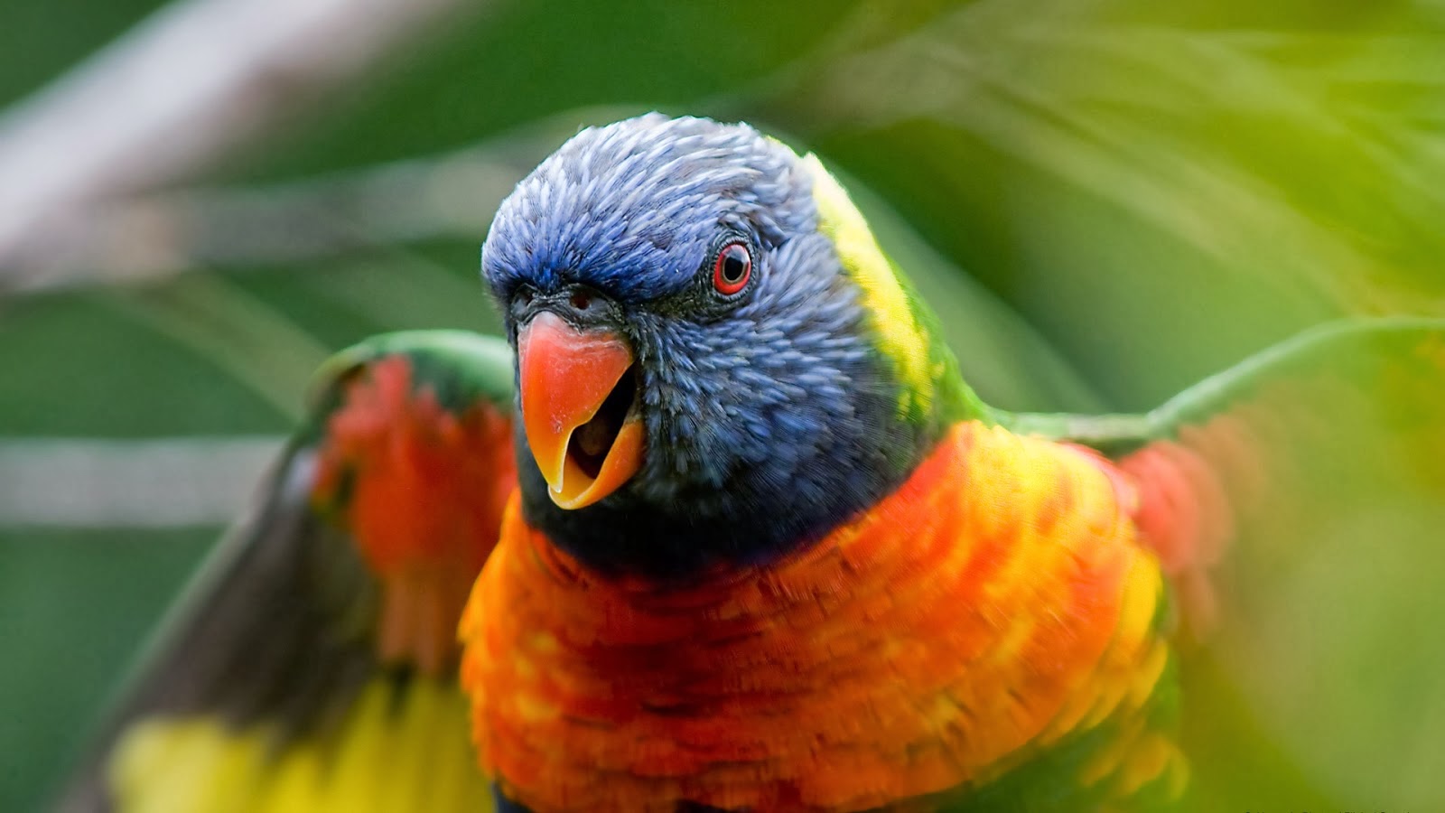 Parrot HD Wallpaper 1080p