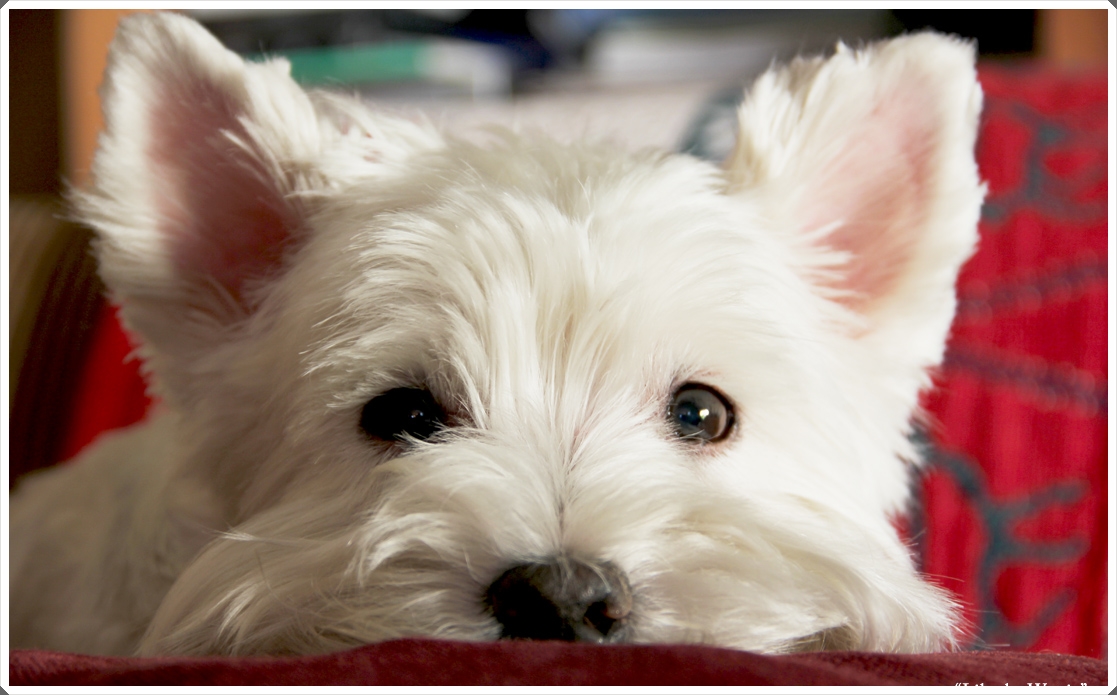 Pin Cute Westie West Highland Terrier Dog Desktop Wallpaper On