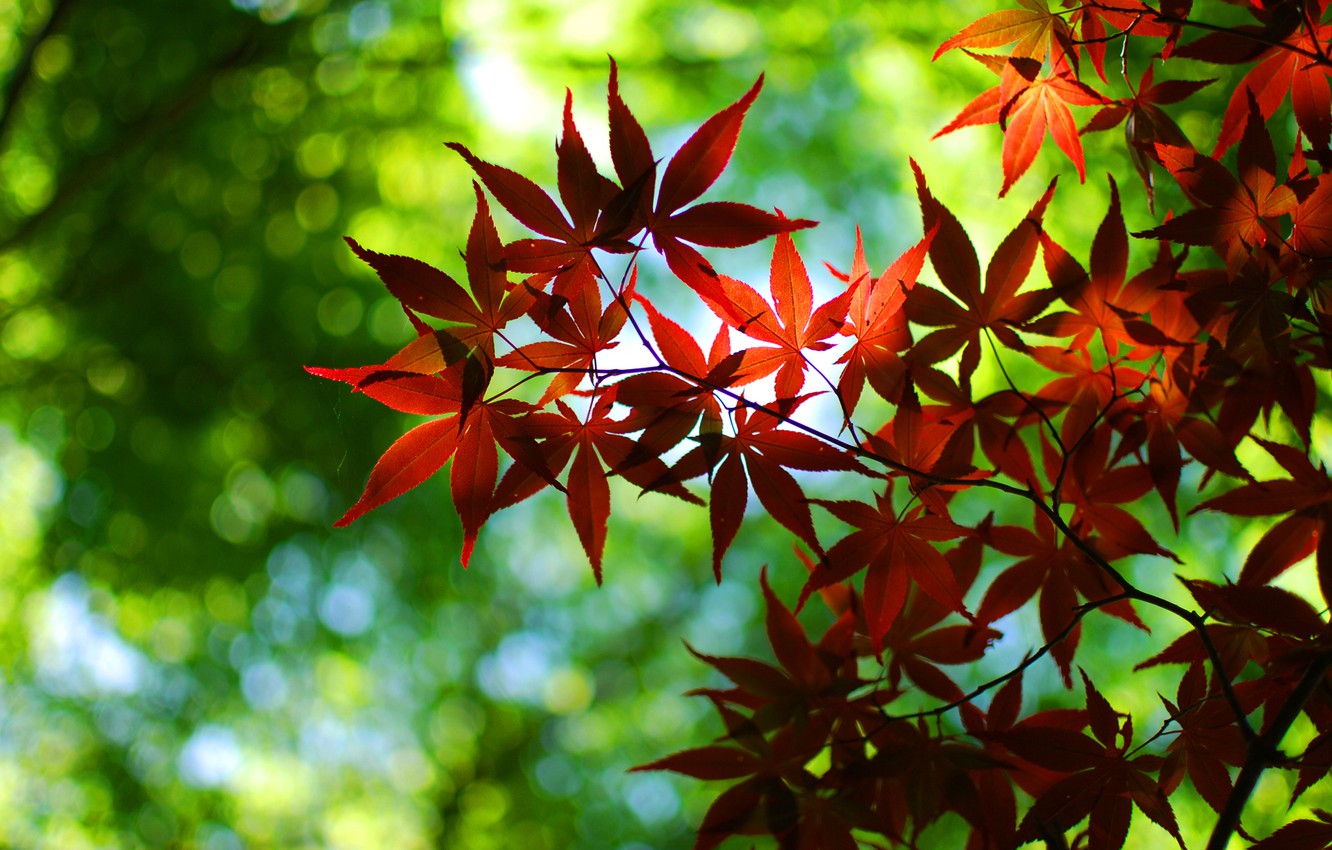 Wallpaper Greens Autumn Leaves Trees Red Nature Green Tree