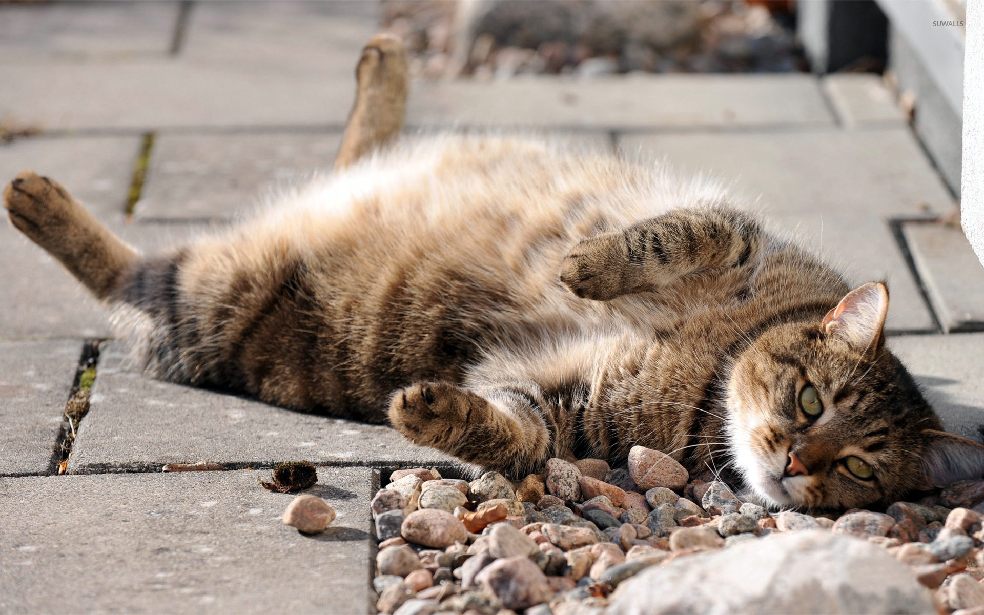 Lazy Cat Wallpaper Animal