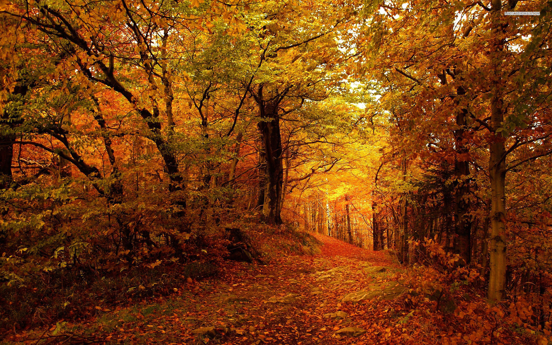 Forest Path Golden Autumn Wallpaper