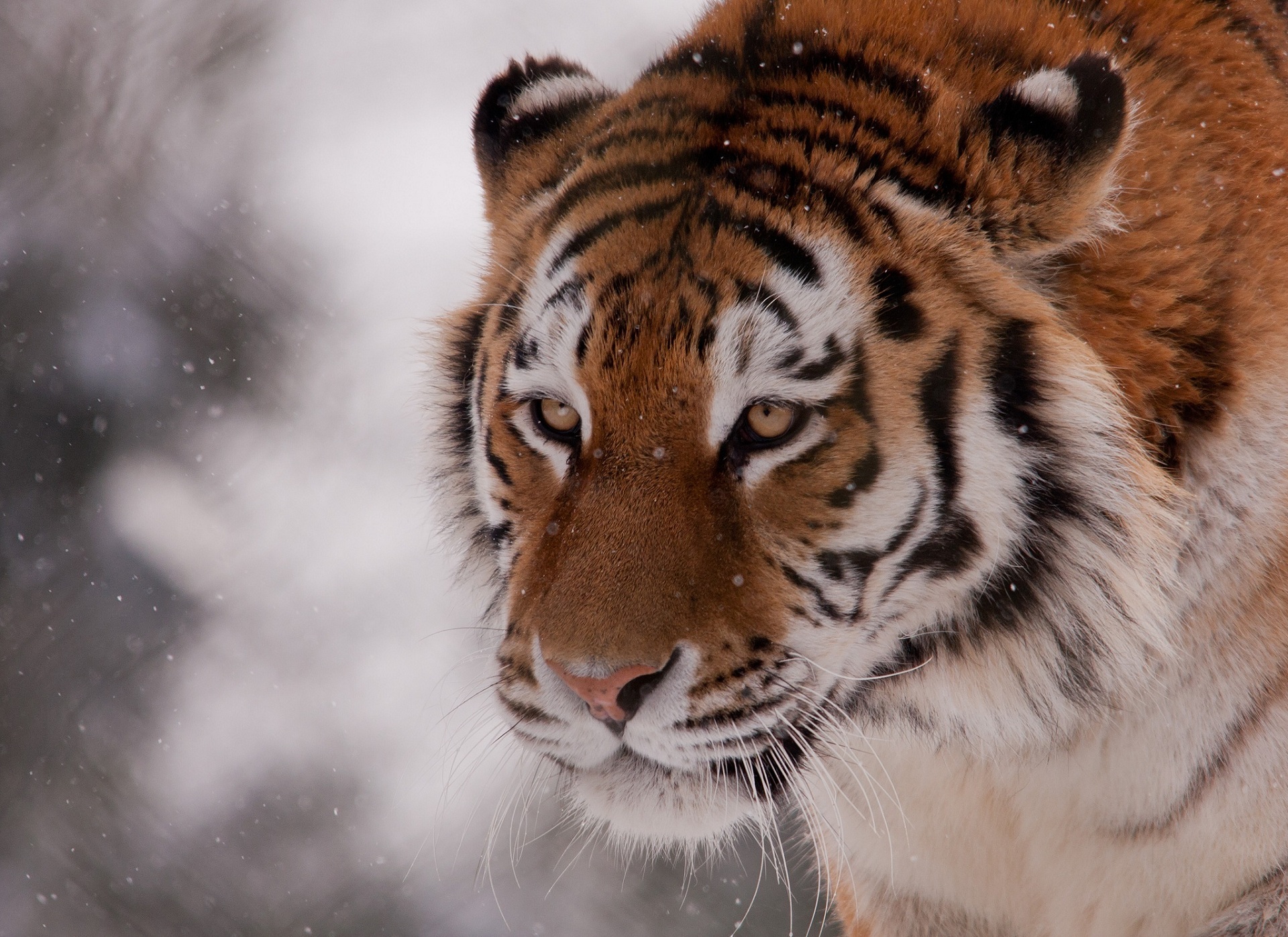 Tiger Wild Cat Animal Winter Snow Wallpaper Background