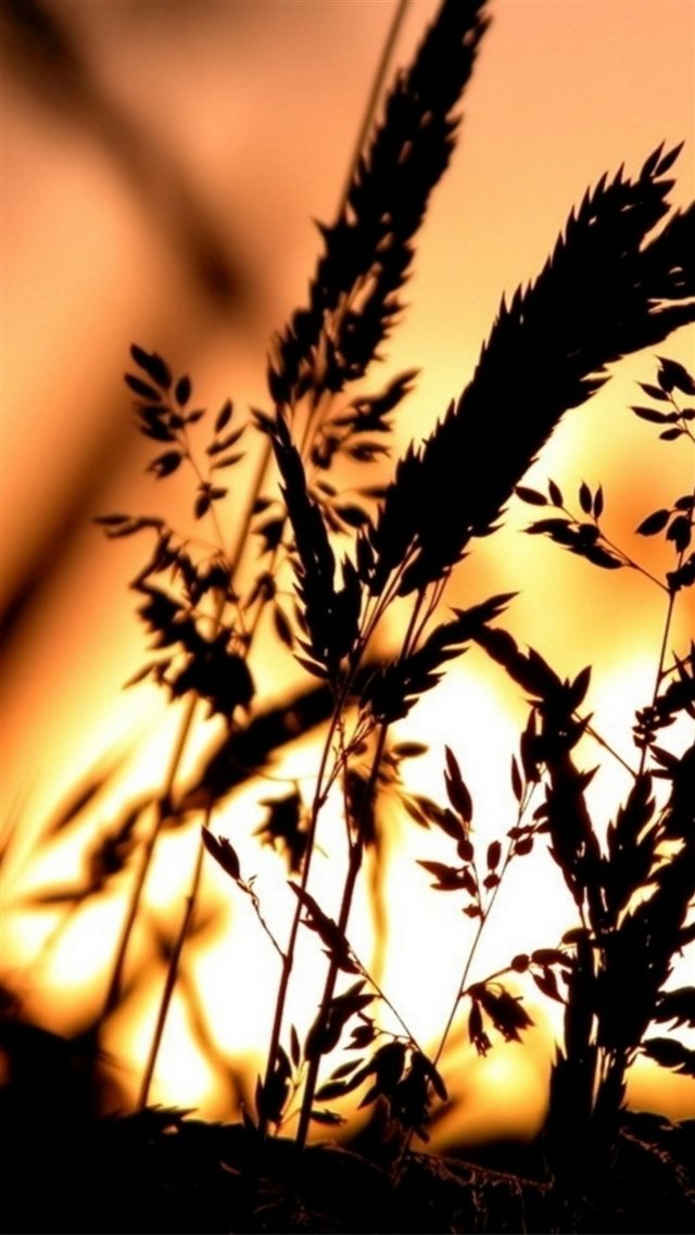 Golden Sunset Reed Plant Shadow Landscape iPhone Wallpaper