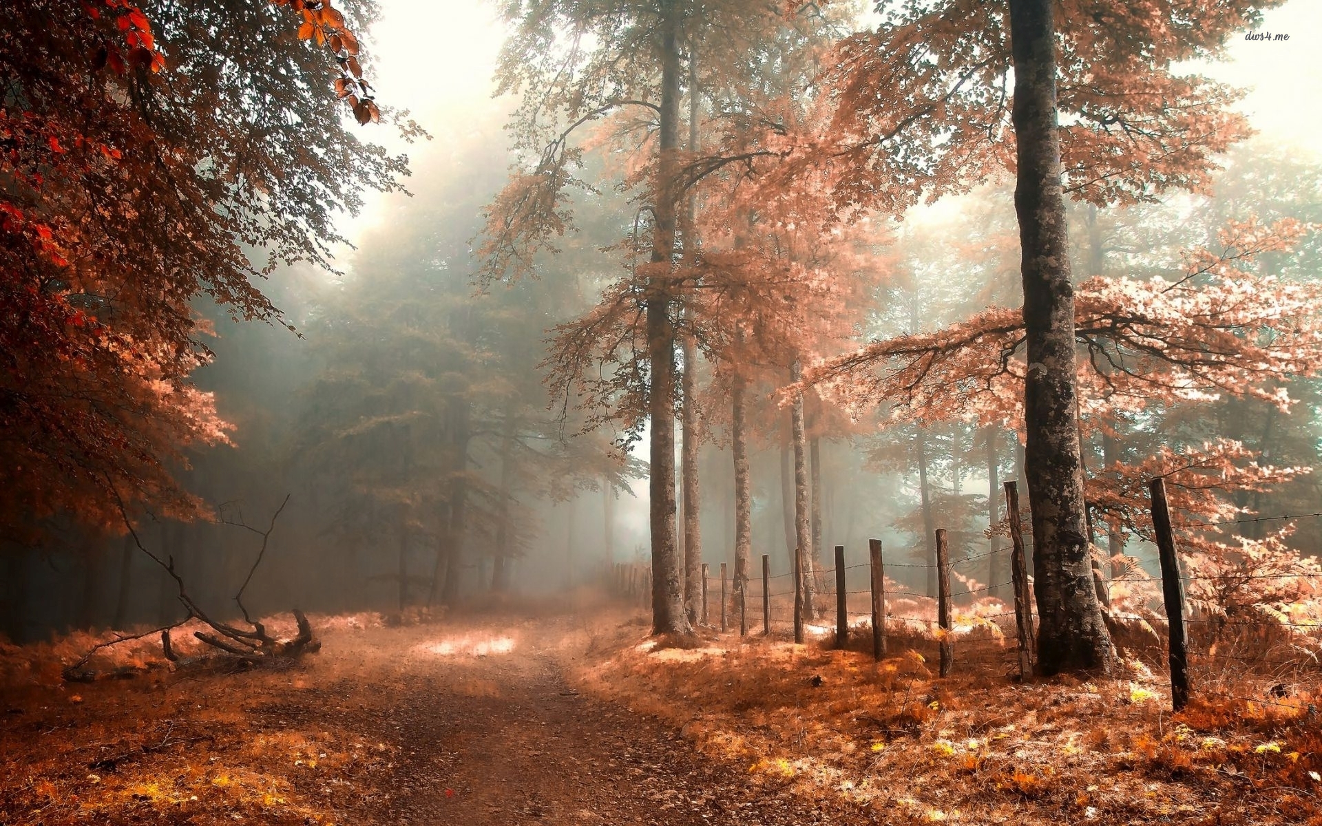 Foggy Autumn Forest Wallpaper Nature