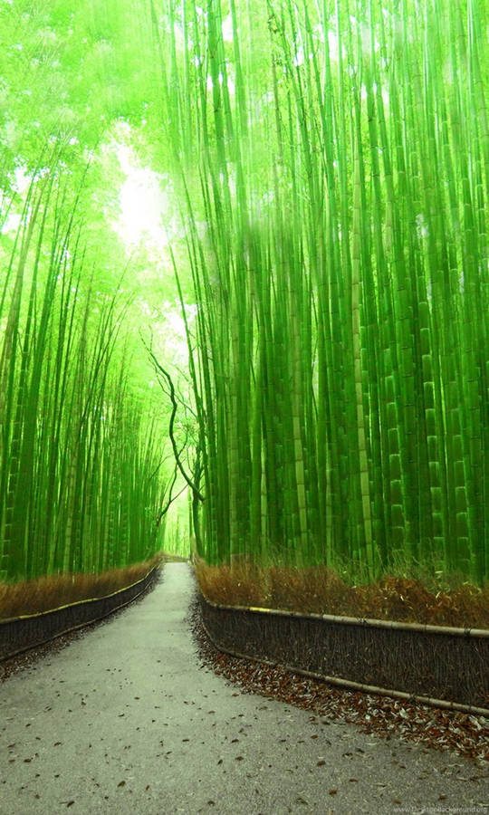 Bamboo iPhone Wallpaper