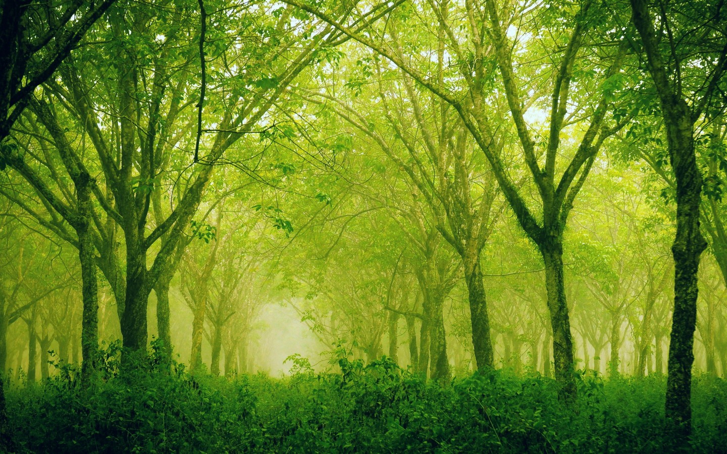 Hd wallpaper sublime silence forest for 2880 x 1800 retina display 1440x900