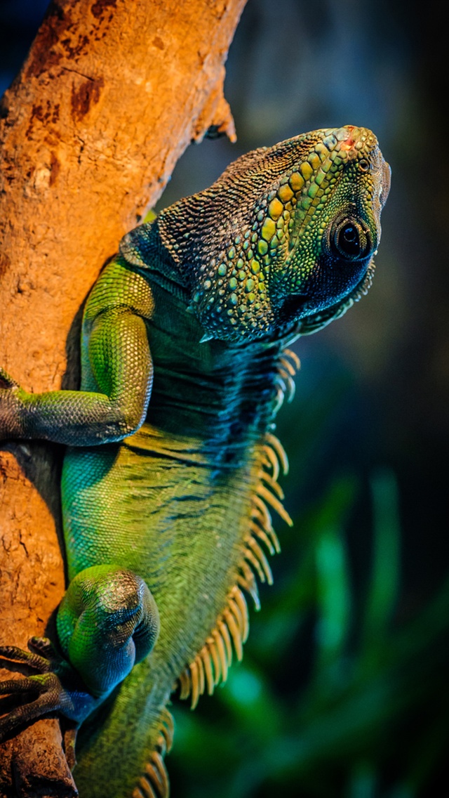 Green Iguana In The Tree Branch iPhone Wallpaper