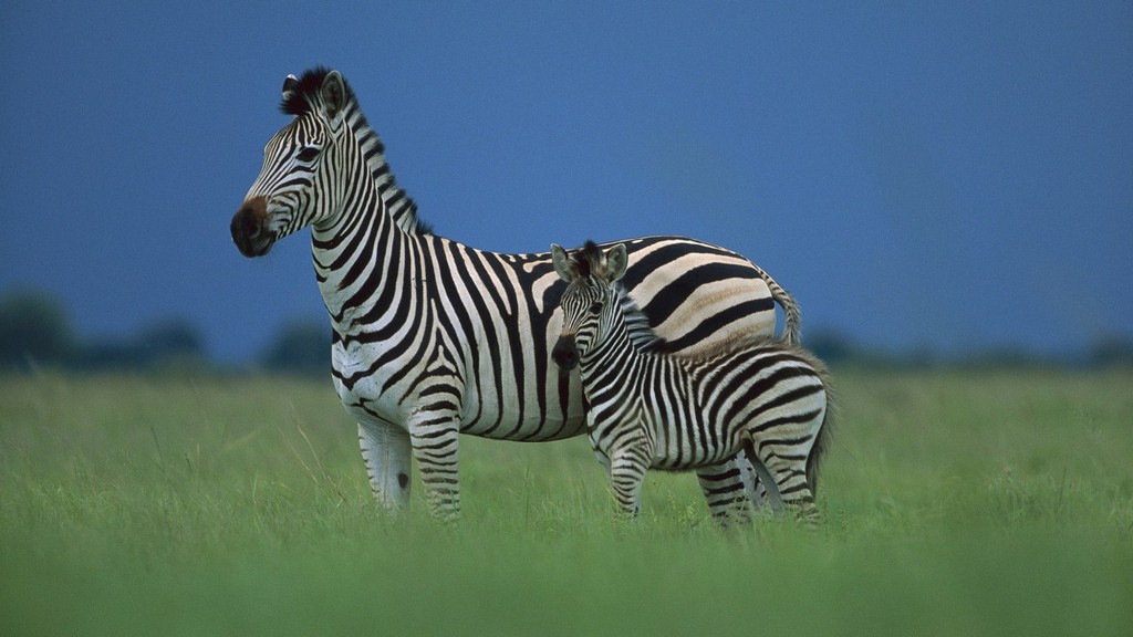 Zebra Baby Wallpaper Bilder Foto X