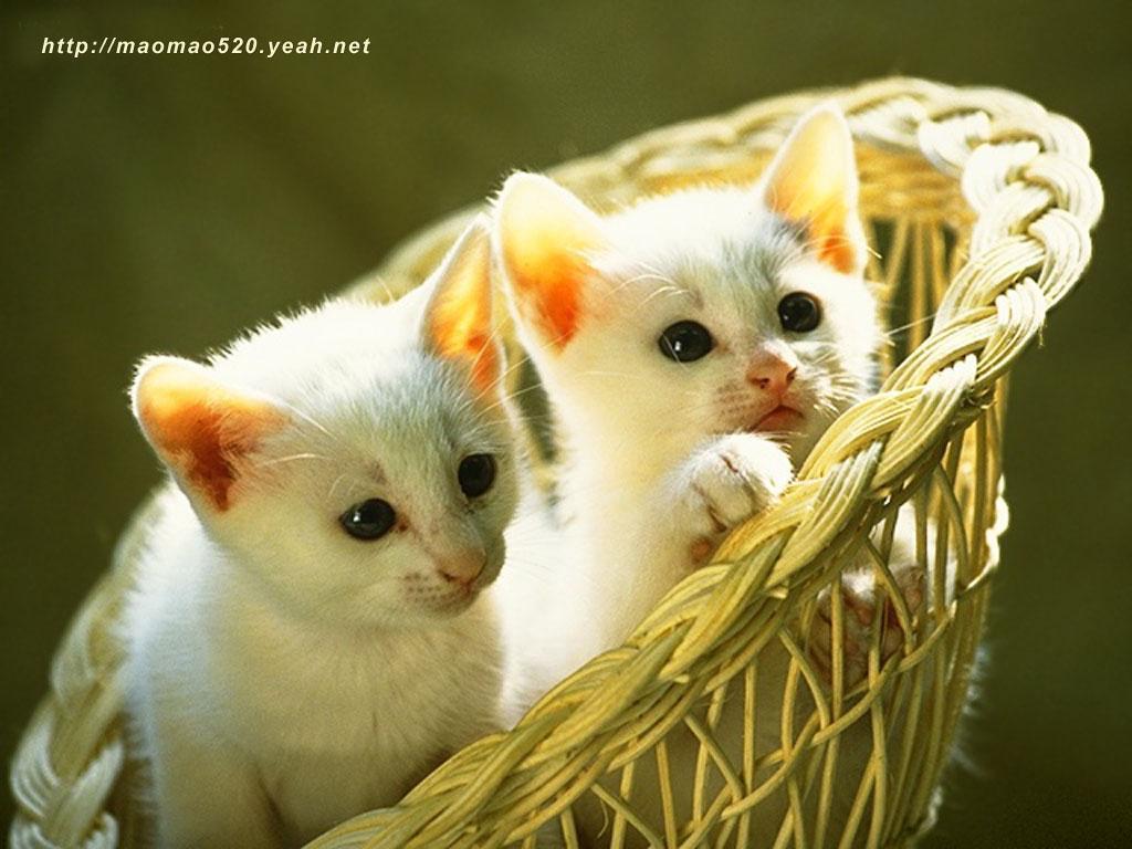 Two adorable white kittens nestled in a wicker basket