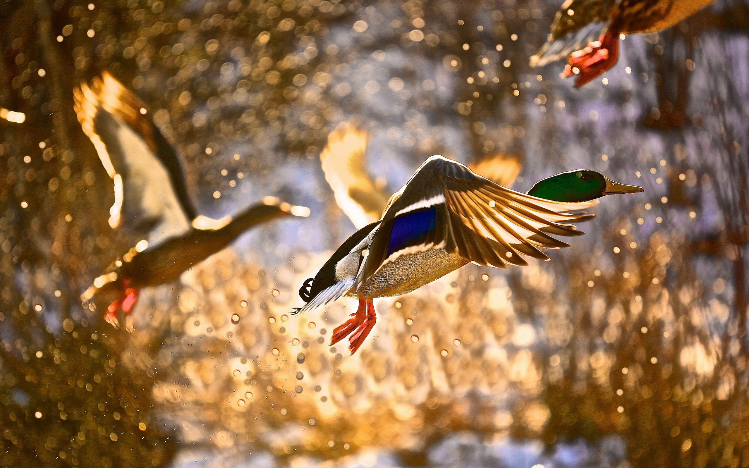 Spray Bird Duck Flying Ducks Drops Autumn Wallpaper