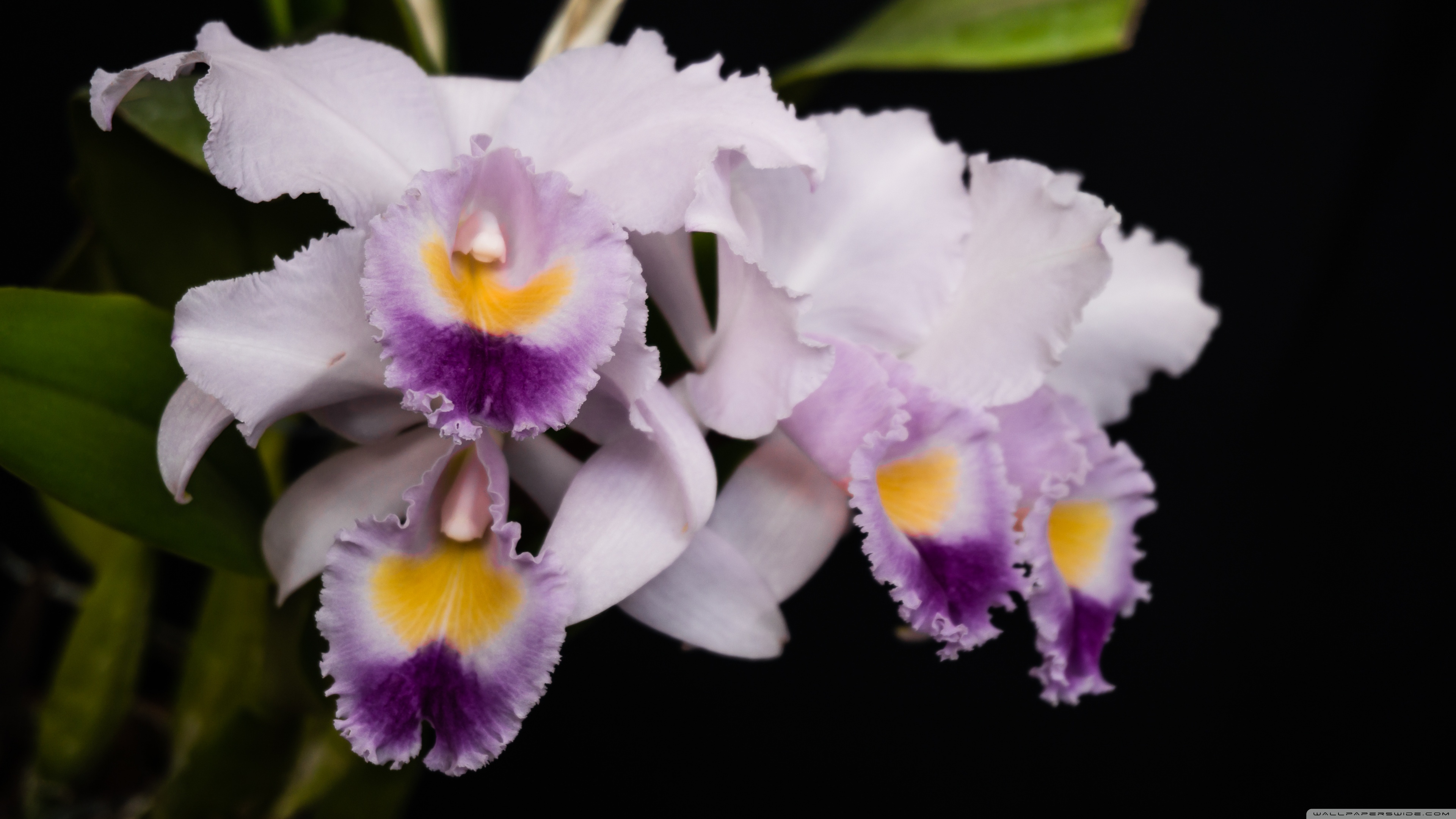 Cattleya Gaskelliana Coerulea Orchids Flowers 4k HD Desktop