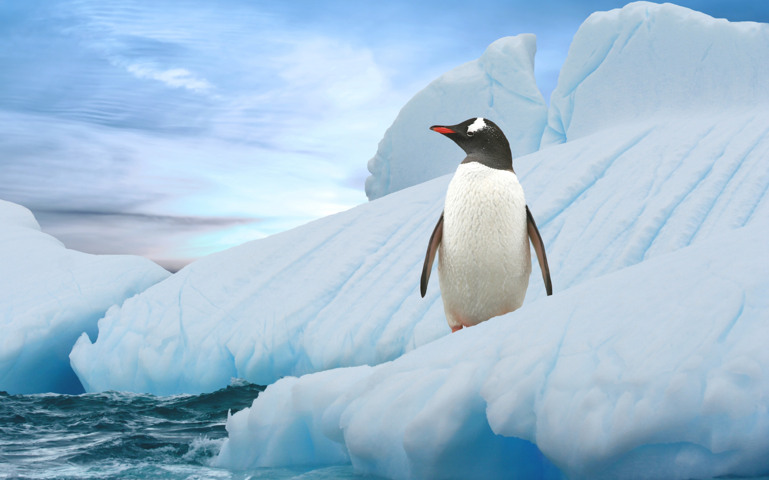 Penguin Full HD Wallpaper and Background 2560x1600 ID