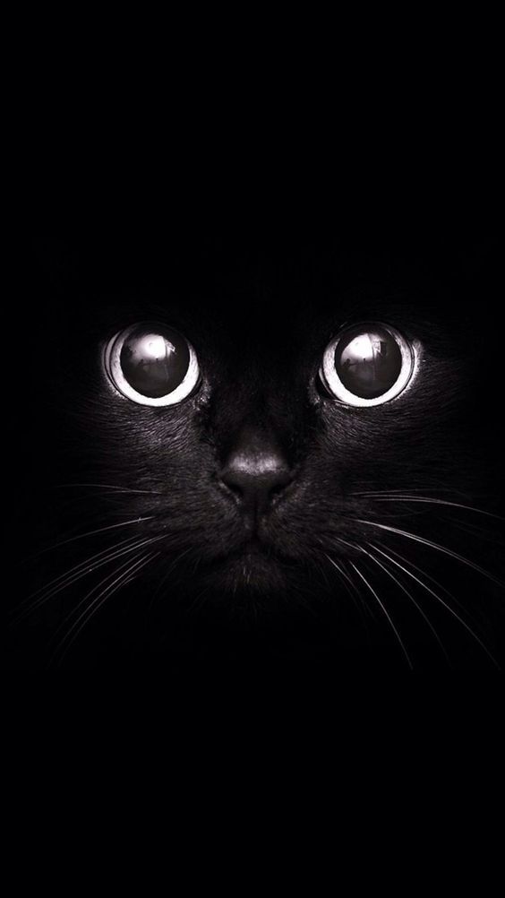 Black Cat X Wallpaper Disponible Para Su Descarga