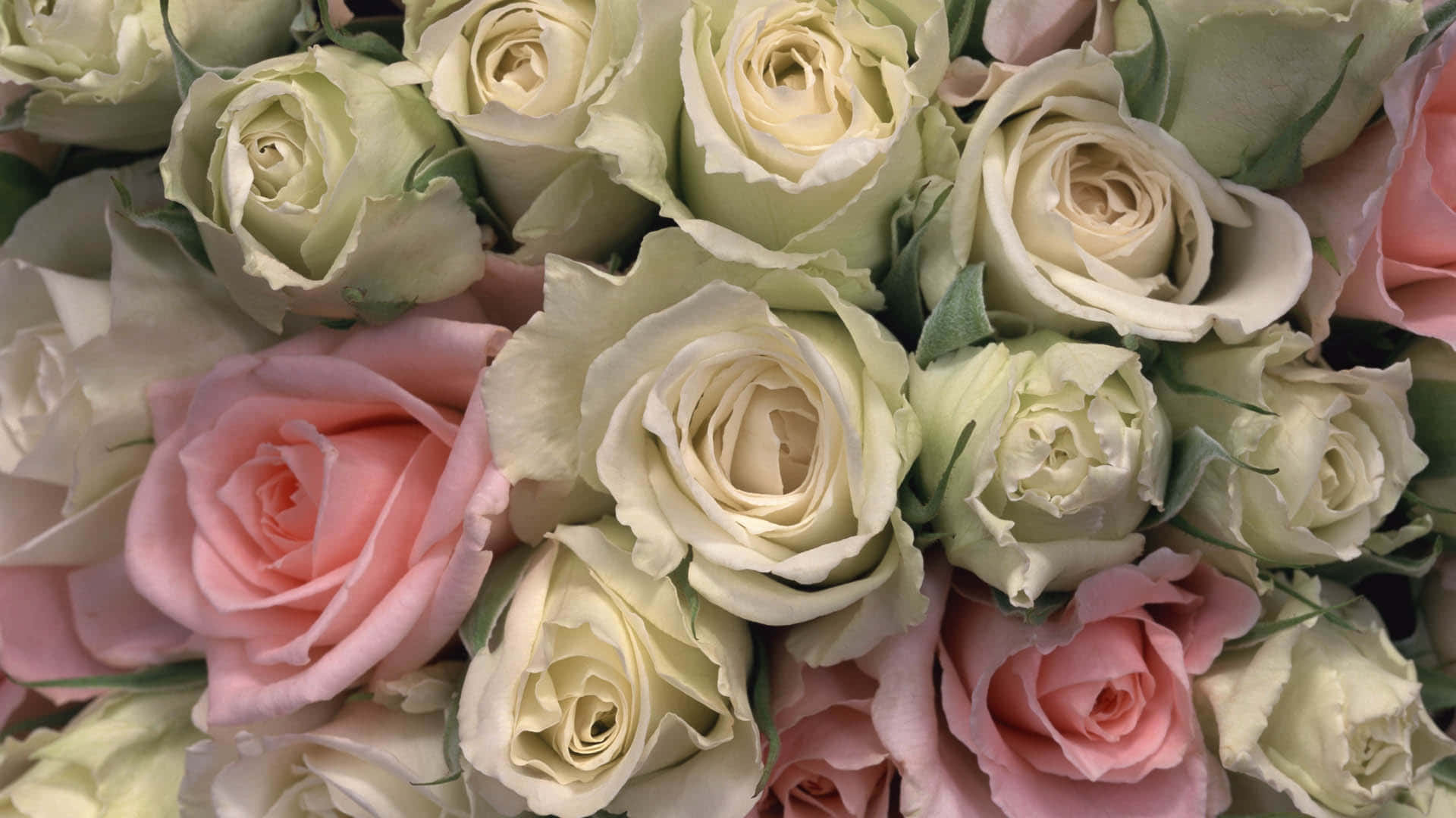 Good Morning Rose Bouquet Picture Wallpaper