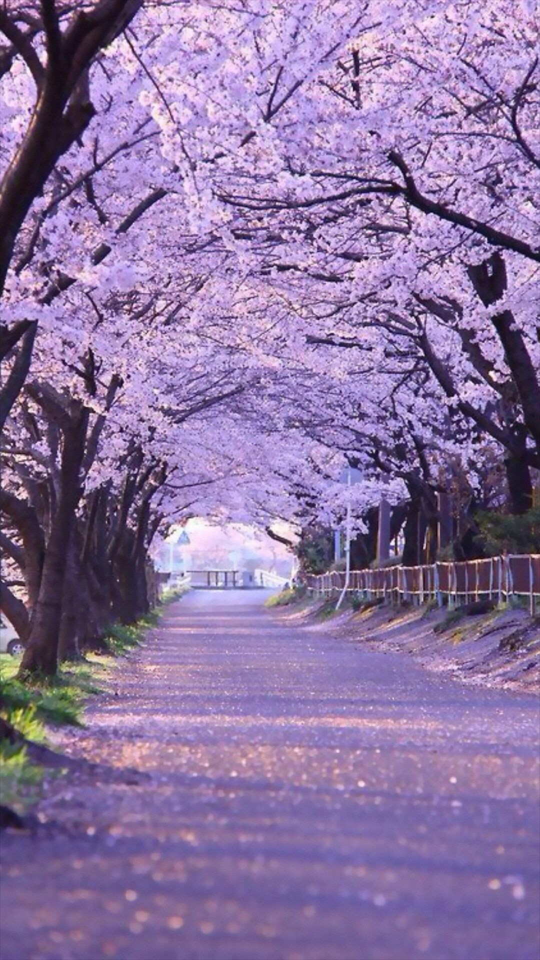 Japanese Cherry Blossom Wallpaper