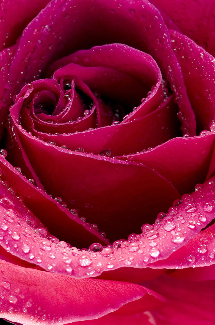 Beautiful Rose Flower Close Up Puter Desktop Wallpaper