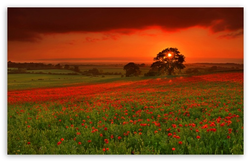 Beautiful Summer Landscape HD Wallpaper For Standard