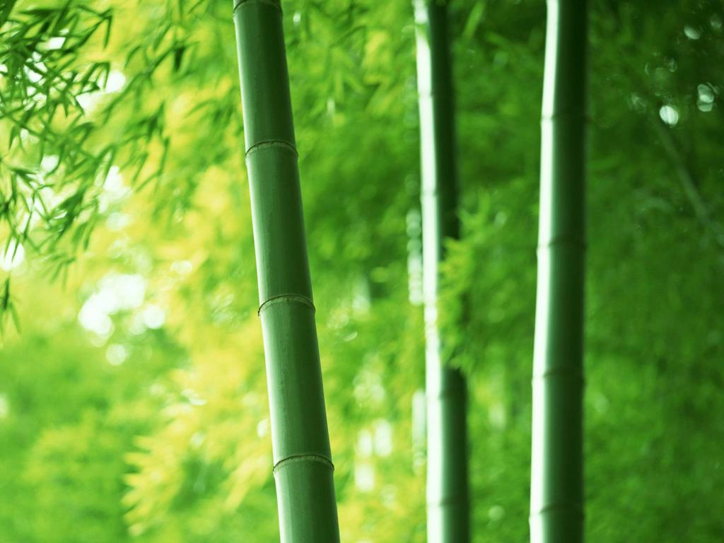 Bamboo plants wallpaper HQ WALLPAPER   2315