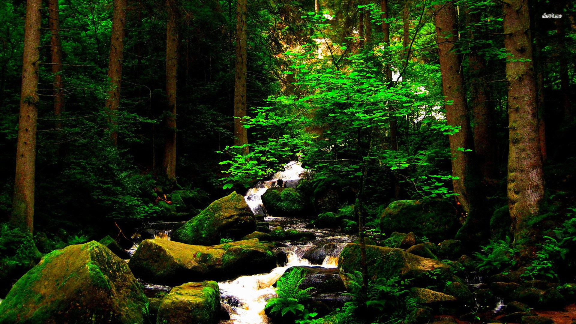 Rocks In The Forest Stream Wallpaper Nature