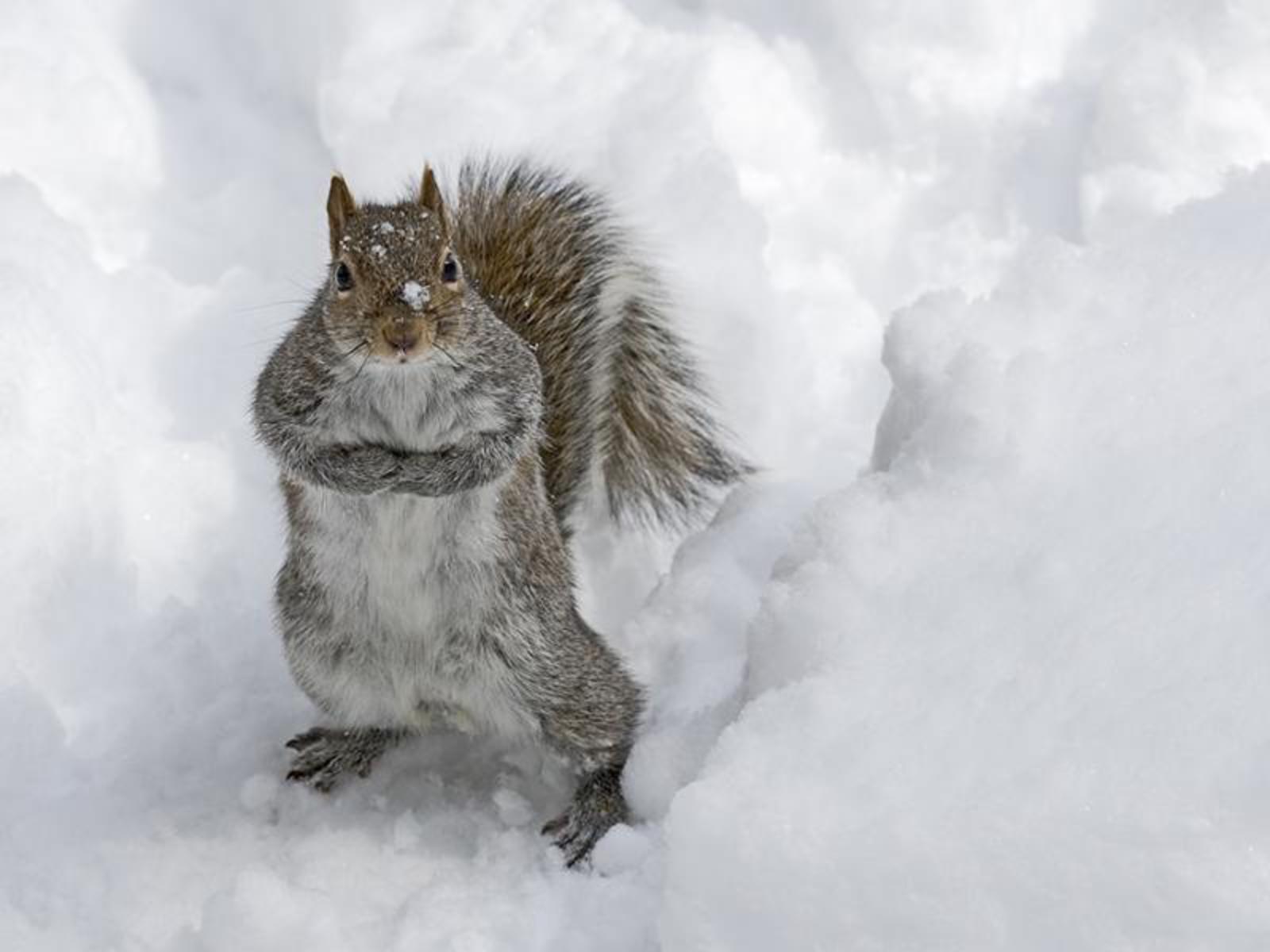 Mac Desktop Wallpaper HD Squirrels In The Winter Wildlife