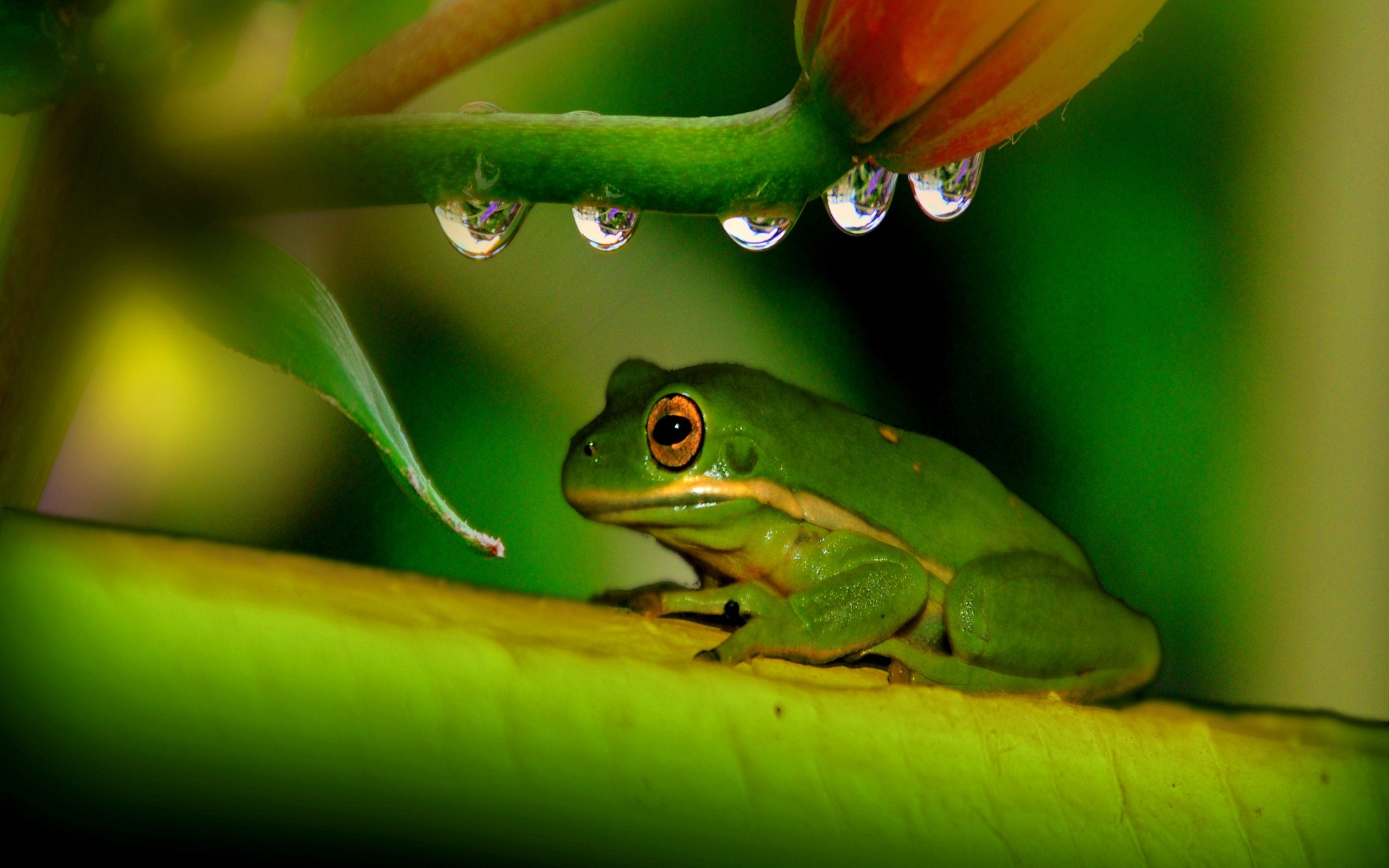 Home Photos Frogs Photo Collection Frog HD Wallpaper 2560x1600