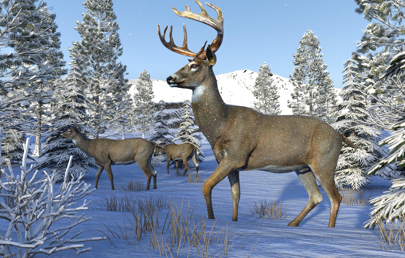 Wallpaper winter snow deer images for desktop section