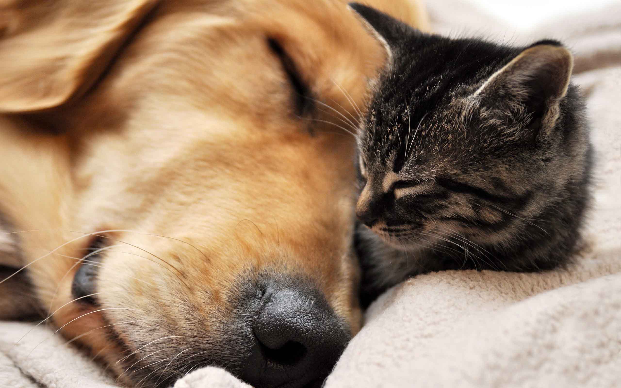 Cat And Dog Sleeping Wallpaper Image Pictures