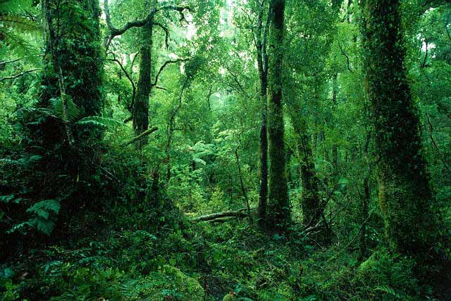 Beautiful Rainforest Background Wallpaper Pictures
