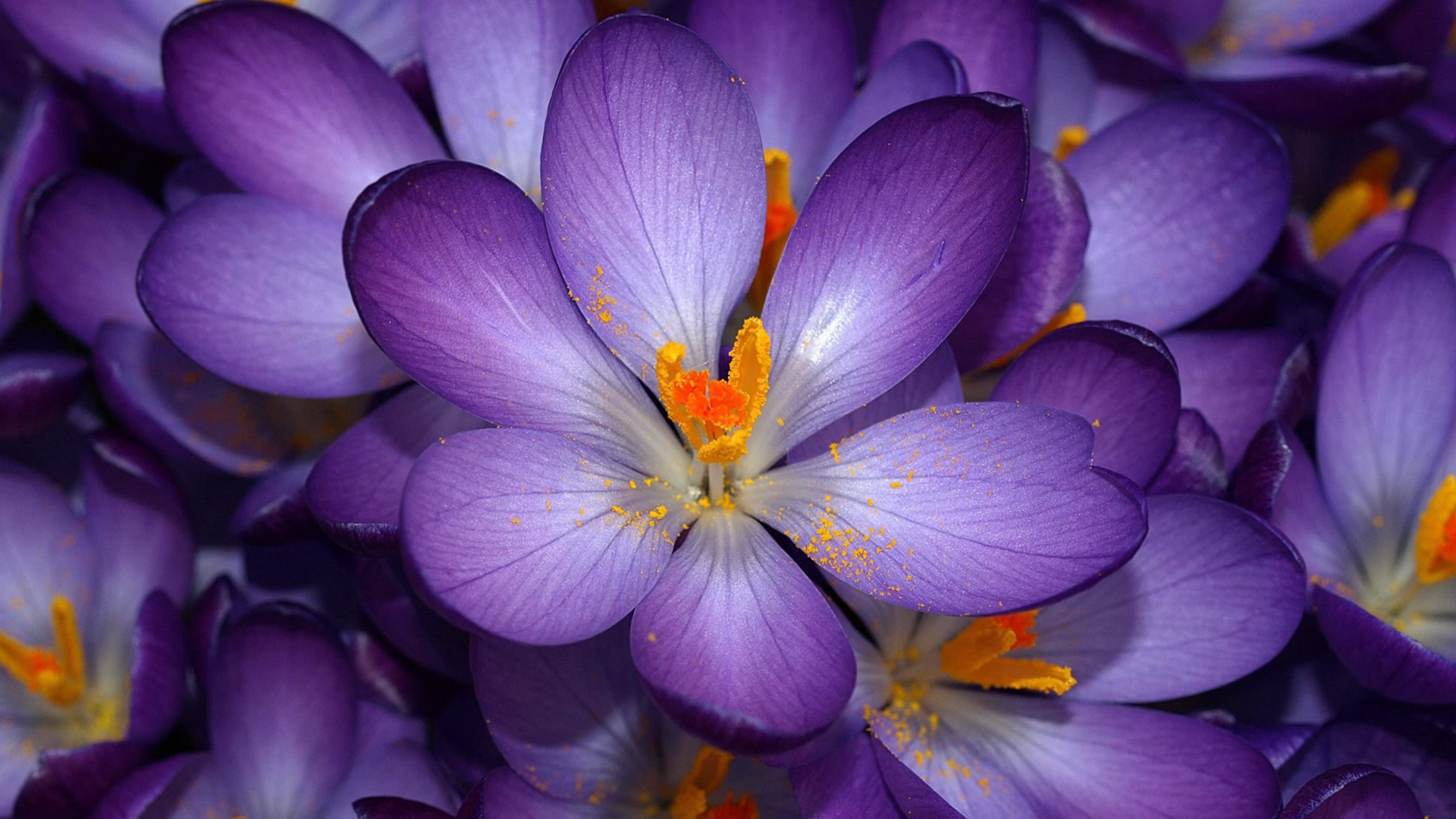 Purple Flower Opened Wallpaper Background