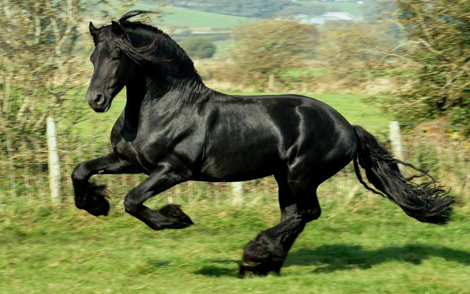 Black Wild Horse Running