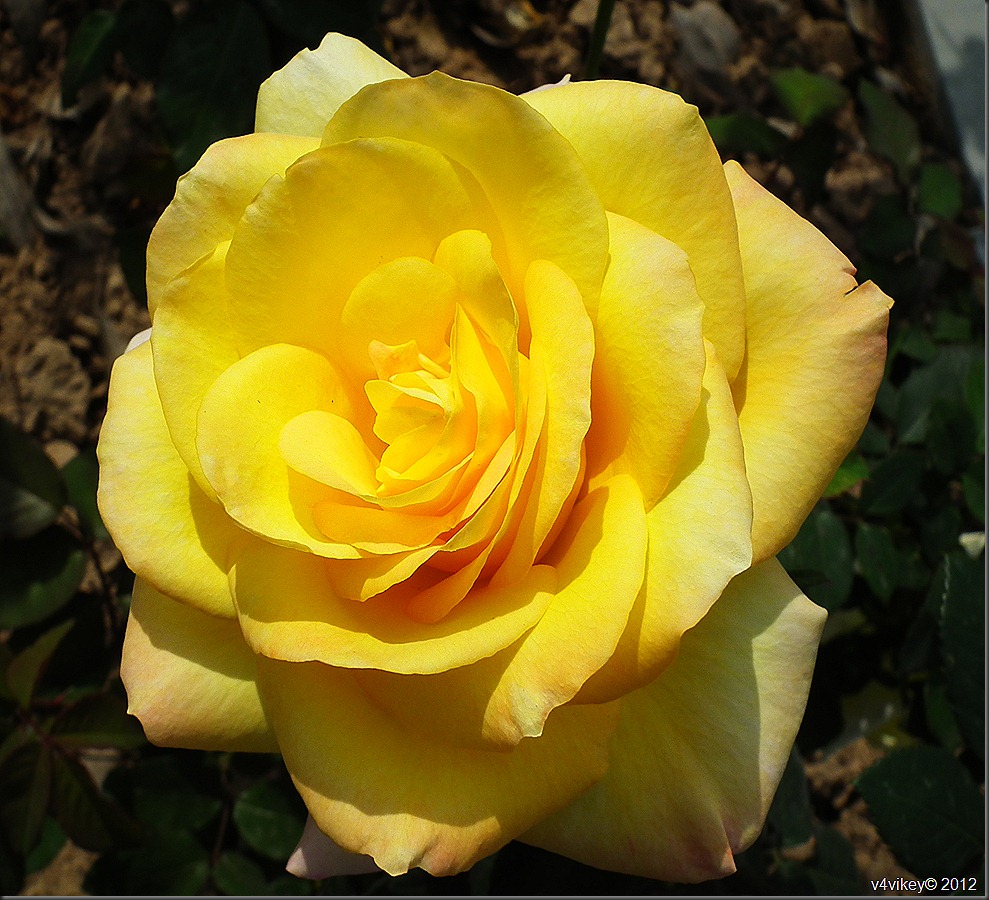 Yellow Rose Flower symbols of friendship and caring Wallpaper