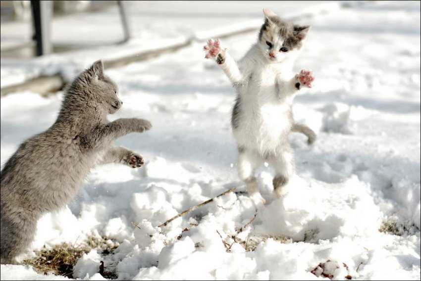 Cats In The Snow Pictures