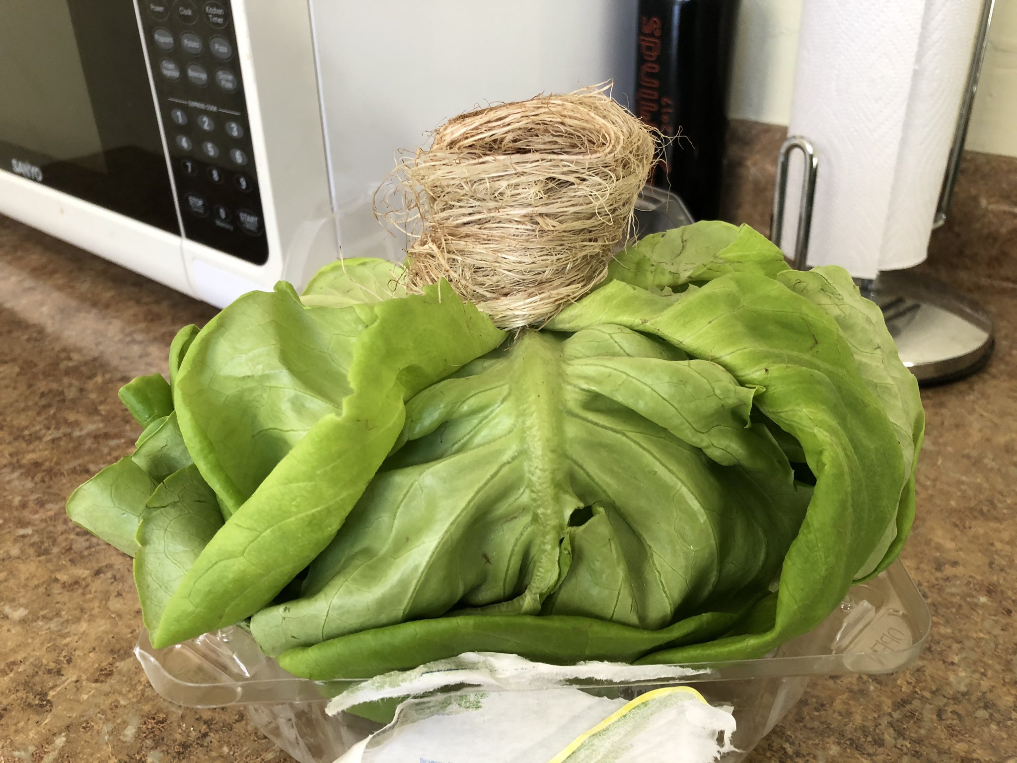 Yellowbeard Magnusson On This Butter Lettuce Is Biting