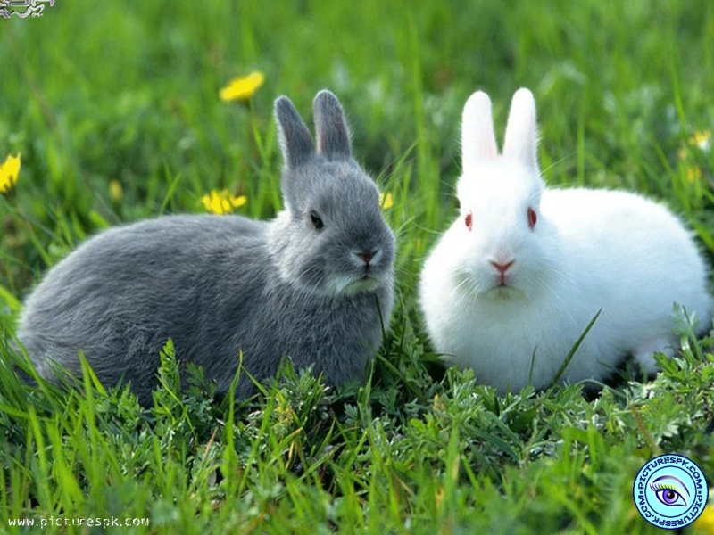 Beautiful Rabbits Picture Wallpaper In Resolution