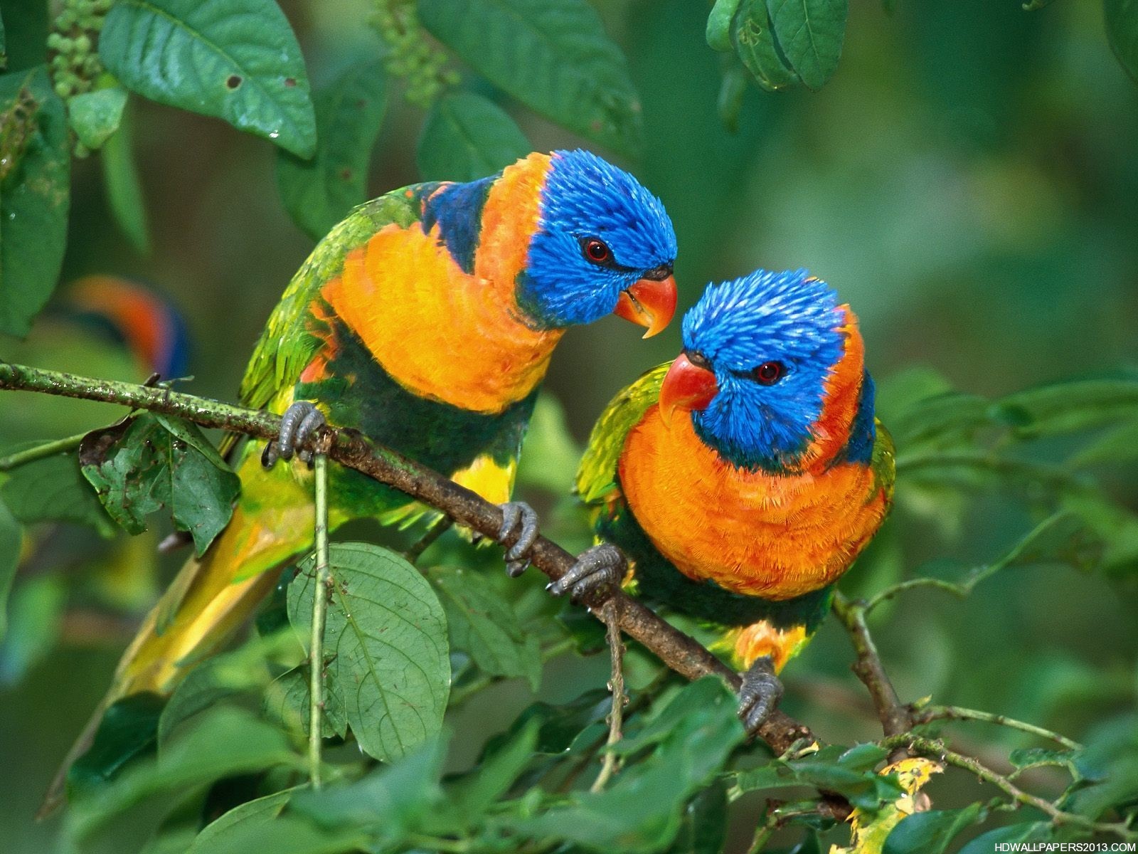 Two Vibrant Lorikeets Perched on a Branch