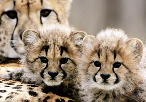 🔥 [48+] Baby Cheetah Wallpaper | WallpaperSafari