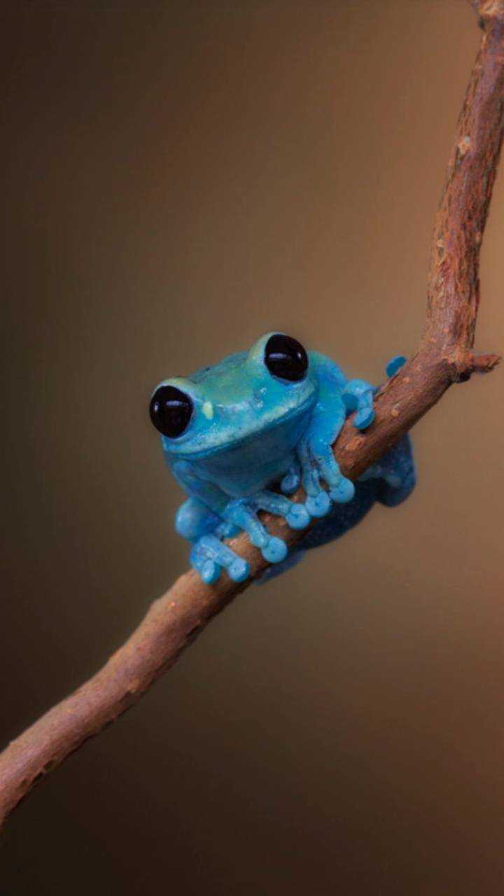 HD Frog Wallpaper