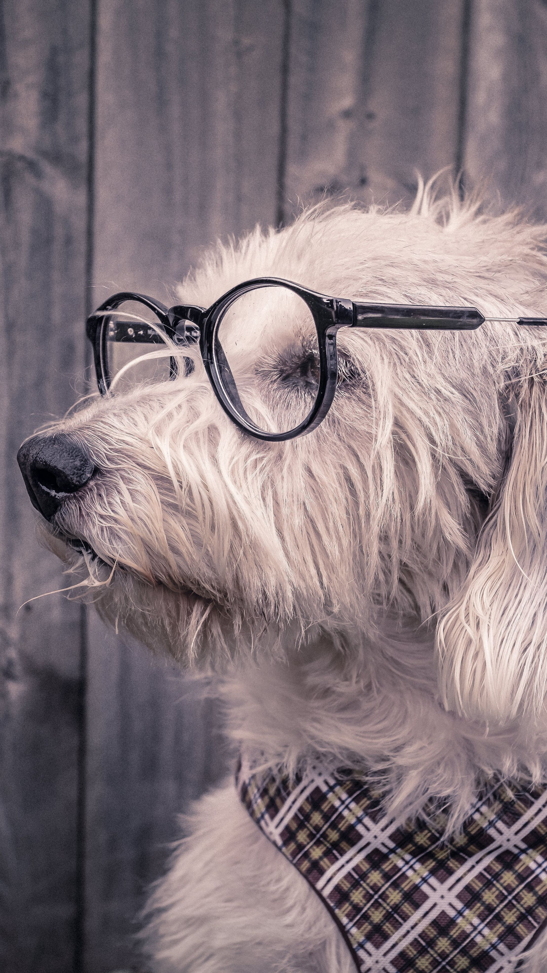 Animals Dog Glasses Scarf Wallpaper HD 4k Background For